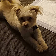 Ashton is registered to the contest to win money with this photo: animal, canine, carpet, companion, curious, cute, dog, domestic_animal, ears, floor, fur, home, indoor, laying_down, light, paw, pet, relaxed, small_dog, stretching