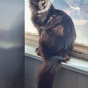 Gaïa a rejoint le concours — aidez-le/la à gagner de superbes lots ! animal, black_cat, cat, cute, domestic_cat, feline, fur, glass, indoor, long_hair, looking, pet, reflection, resting, sitting, sunlight, tail, window, windowsill, yellow_eyes