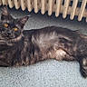 Gaïa participe au concours pour gagner de l'argent avec cette photo : amber_eyes, animal, cat, cute, domestic_cat, feline, floor, fur, gray_cat, home, indoor, long_hair, looking_at_camera, lying_down, mammal, pet, radiator, relaxed, resting, whiskers