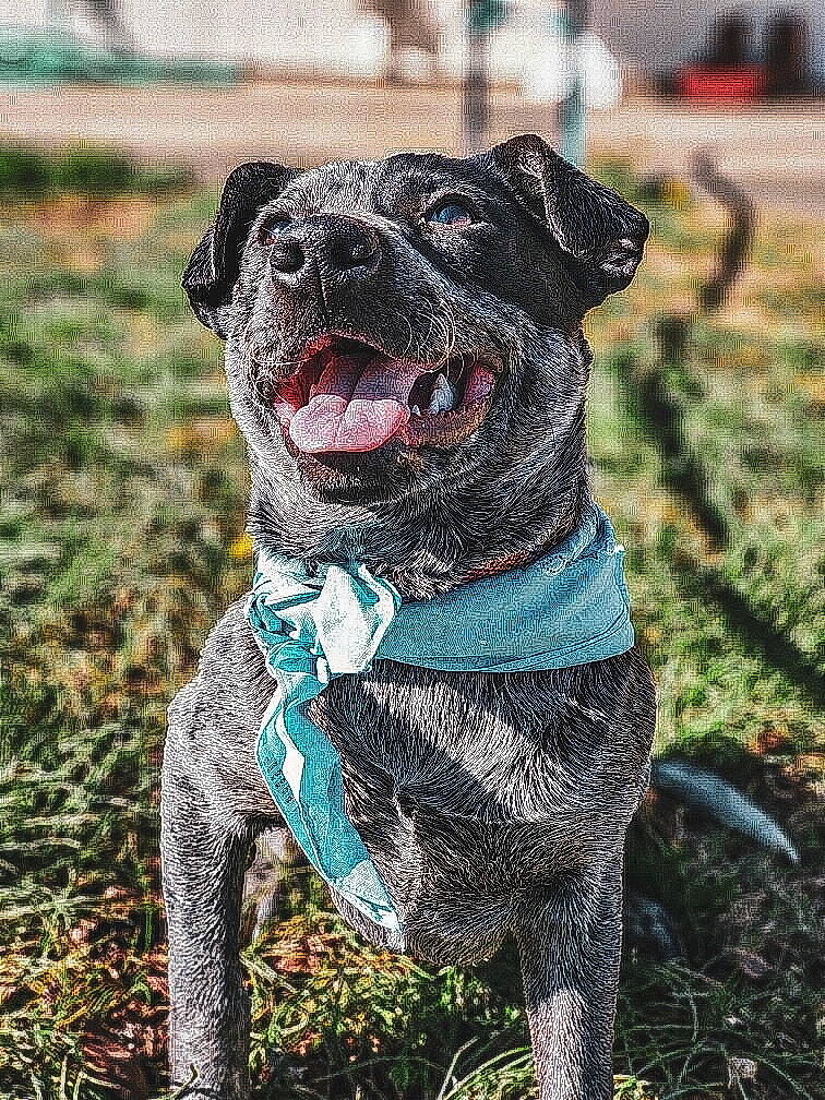 River is registered to the contest to win money with this photo: canidae, carnivore, collar, companion_dog, dog, dog_breed, dog_clothes, dog_collar, dog_supply, fashion_accessory, fawn, fur, grass, leash, pattern, pet_supply, snout, sporting_group, tail, working_animal