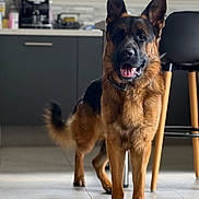 Valko a rejoint le concours — aidez-le/la à gagner de superbes lots ! german_shepherd, dog, pet, animal, indoor, kitchen, floor, tile, chair, counter, window, tongue, ears, fur, tail, alert, standing, domestic, canine, companion