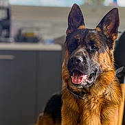 Valko a rejoint le concours — aidez-le/la à gagner de superbes lots ! animal, black, blurred_background, brown, canine, collar, companion, dog, domestic_animal, ears, fur, german_shepherd, household, indoor, kitchen, mouth, pet, portrait, sitting, tongue