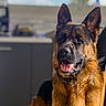 Valko a rejoint le concours — aidez-le/la à gagner de superbes lots ! dog, german_shepherd, pet, indoor, animal, canine, fur, ears, mouth, tongue, collar, portrait, sitting, brown, black, domestic_animal, companion, household, kitchen, blurred_background