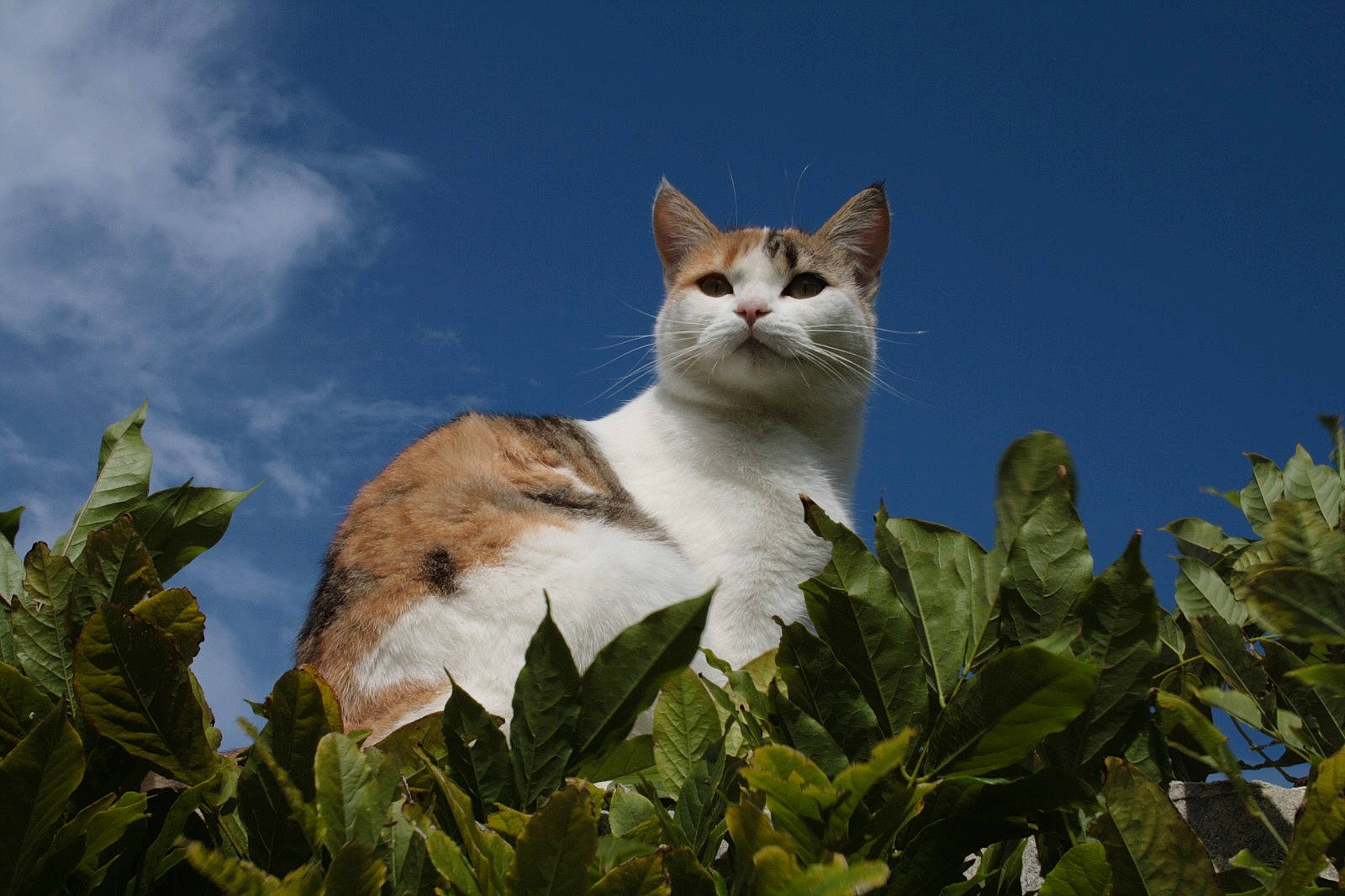 Allyss participe au concours pour gagner de l'argent avec cette photo : carnivore, cat, cloud, cumulus, domestic_short_haired_cat, fawn, felidae, flowering_plant, fur, grass, plant, sky, small_to_medium_sized_cats, snout, tail, terrestrial_animal, tree, twig, whiskers, wildlife