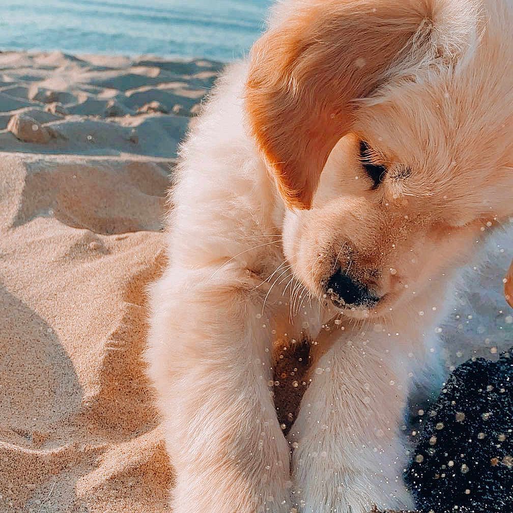 Nash joined the competition — help win amazing prizes! animal, beach, canine, coast, cockerspaniel, dog, goldenretriever, horizon, hound, nature, outdoors, pet, puppy, sand, sea, shoreline, sky, summer, water, whitedog