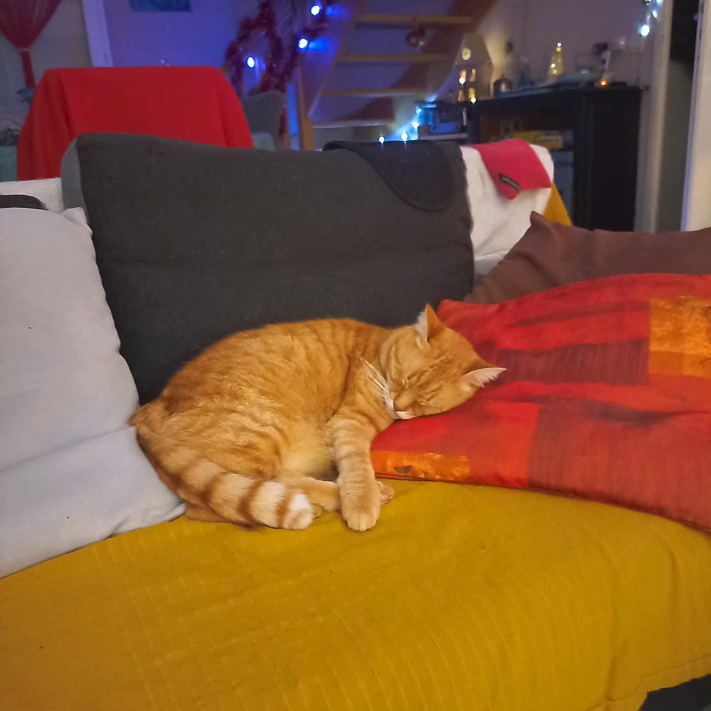 Gros Curry participe au concours pour gagner de l'argent avec cette photo : abyssinian, animal, architecture, building, cat, chair, couch, cushion, desk, furniture, hardwood, homedecor, indoors, interiordesign, linen, livingroom, pet, room, table, wood
