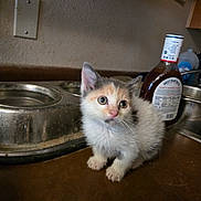 Patches joined the competition — help win amazing prizes! kitten, cat, pet, kitchen, counter, food_bowl, barbecue_sauce, Sweet_Baby_Ray's, curious, small, fur, whiskers, ears, eyes, indoor, brown, metal, bottle, domestic, cute