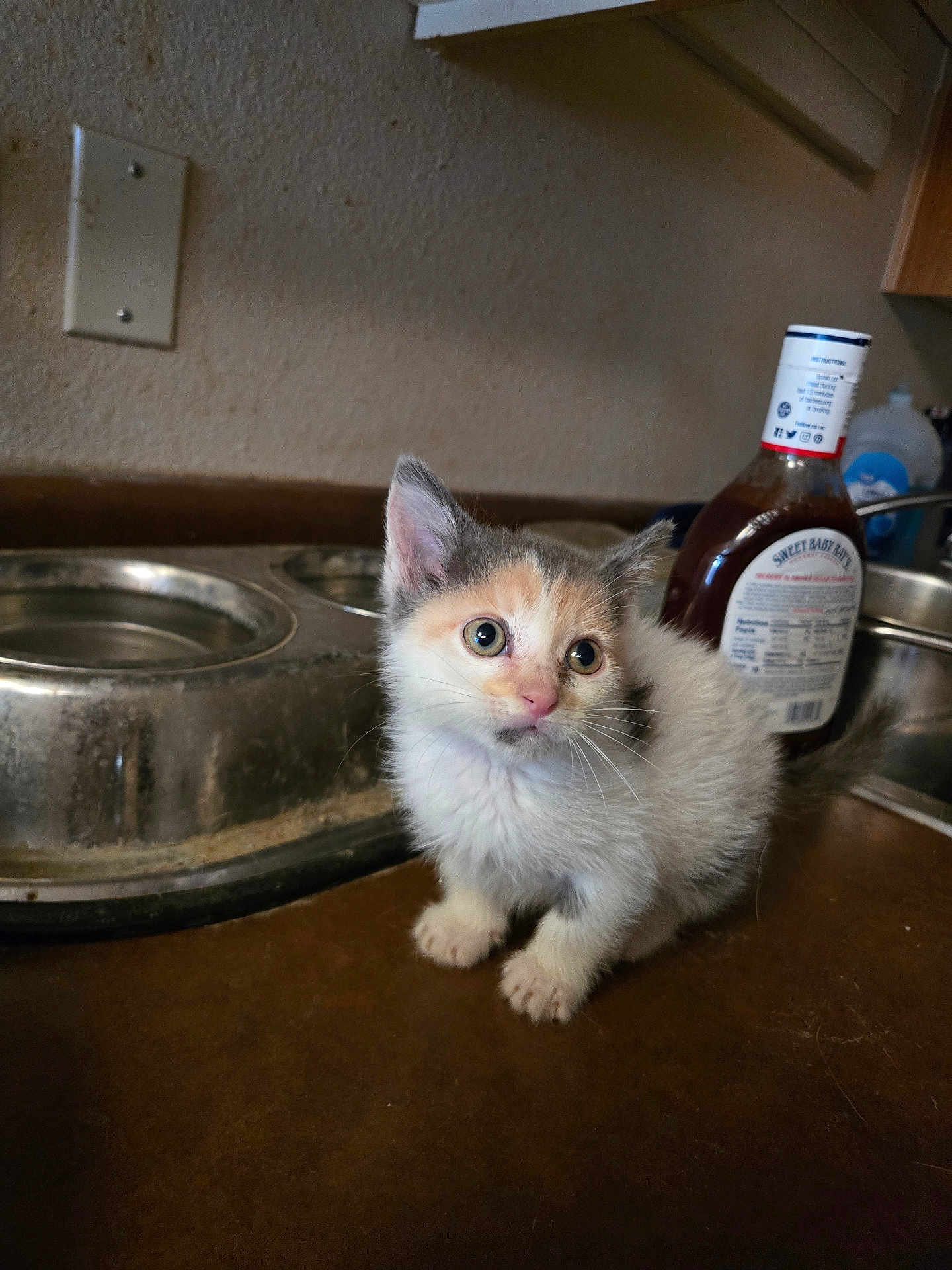 Patches joined the competition — help win amazing prizes! kitten, cat, pet, kitchen, counter, food_bowl, barbecue_sauce, Sweet_Baby_Ray's, curious, small, fur, whiskers, ears, eyes, indoor, brown, metal, bottle, domestic, cute