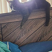 Midnight joined the competition — help win amazing prizes! cat, gray_cat, furniture, headboard, wood_texture, indoor, pet, relaxing, paw, bed, blanket, cushion, vertical_blinds, sunlight, cozy, animal, domestic_cat, resting, feline, lazy