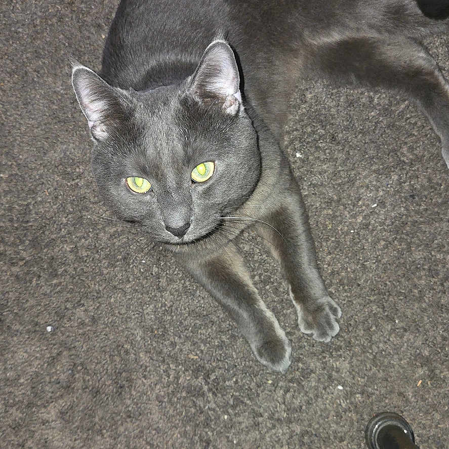 Midnight is registered to the contest to win money with this photo: cat, gray_cat, pet, indoor, carpet, yellow_eyes, feline, relaxed, looking_up, floor, animal, domestic_animal, fur, whiskers, paw, curious, chair_leg, sock, texture, close_up