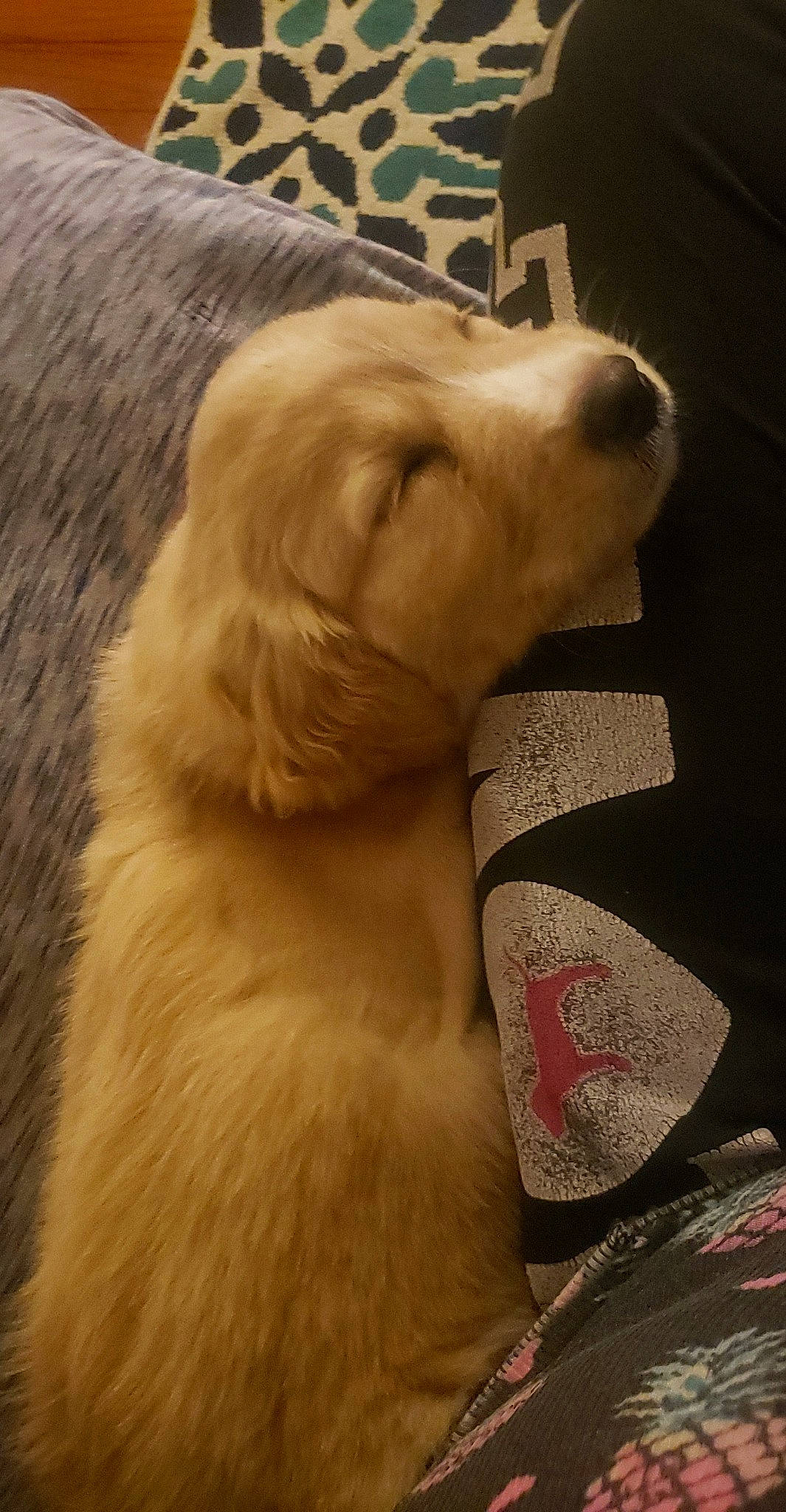 Chevy joined the competition — help win amazing prizes! canidae, carnivore, companion_dog, dog, dog_breed, fawn, golden_retriever, labrador_retriever, mammal, puppy, retriever, snout, sporting_group