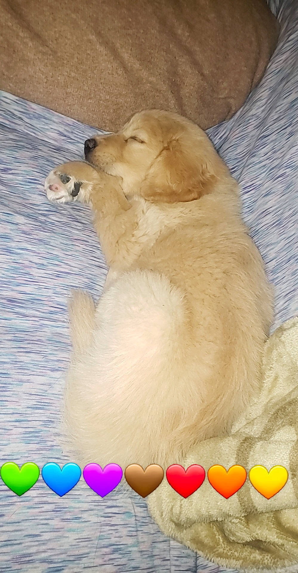 Chevy joined the competition — help win amazing prizes! canidae, carnivore, companion_dog, dog, dog_breed, fawn, golden_retriever, labrador_retriever, mammal, puppy, puppy_love, retriever, sporting_group