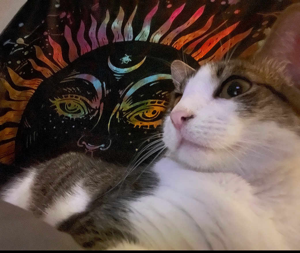 Taquito is registered to the contest to win money with this photo: cat, animal, pet, closeup, portrait, feline, tabby, white, indoor, tapestry, sun, moon, colorful, decor, wall_hanging, cozy, curious, whiskers, face, eyes