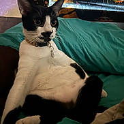 Bennie joined the competition — help win amazing prizes! cat, black_and_white, pet, animal, indoor, blanket, relaxed, sitting, fur, whiskers, collar, tag, cute, portrait, feline, cozy, home, comfort, tapestry, colorful