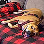 dog, tongue_out, brown_dog, red_harness, plaid_blanket, cozy, couch, indoor, pet, happy, playful, lying_down, animal, fur, ears, four_legs, nose, teeth, relaxing, smiling