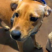 Frankie is registered to the contest to win money with this photo: dog, brown_floor, pet, animal, hat, curious, indoor, collar, canine, closeup, ears, paws, fur, looking_away, domestic_animal, muzzle, headwear, standing, companion, cute