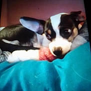 Gizmo is registered to the contest to win money with this photo: dog, small_dog, resting, blanket, cozy, indoor, sleepy, fur, pet, animal, cute, ears, lying_down, close_up, face, brown, white, black, nose, soft