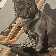 Charly participe au concours pour gagner de l'argent avec cette photo : animal, canine, companion, daylight, dog, domestic_animal, ears, french_bulldog, fur, lounge_chair, outdoor, pet, portrait, relaxed, rest, shadow, sitting, snout, sunlight, wood