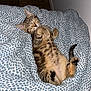 Jäger a rejoint le concours — aidez-le/la à gagner de superbes lots ! kitten, cat, tabby, sleeping, cute, pet, feline, fur, paws, blanket, pattern, cozy, resting, cute_animal, indoor, animal, soft, adorable, relaxed, nap