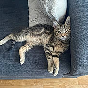 Jäger participe au concours pour gagner de l'argent avec cette photo : cat, kitten, tabby, couch, pillow, winking, resting, indoor, pet, fur, whiskers, wood_floor, relaxing, comfortable, animal, feline, domestic, cozy, cute, young