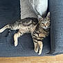 cat, kitten, tabby, couch, pillow, winking, resting, indoor, pet, fur, whiskers, wood_floor, relaxing, comfortable, animal, feline, domestic, cozy, cute, young