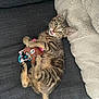 kitten, tabby, cat, toy, stuffed_animal, couch, gray, playful, tongue_out, fluffy_blanket, home, pet, cute, animal, feline, relaxing, indoor, soft, cozy, young_cat