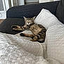 Jäger participe au concours pour gagner de l'argent avec cette photo : kitten, cat, sleeping, couch, blanket, pillow, indoor, cozy, tabby, pet, fur, relaxing, resting, home, furniture, comfort, cute, animal, nap, soft