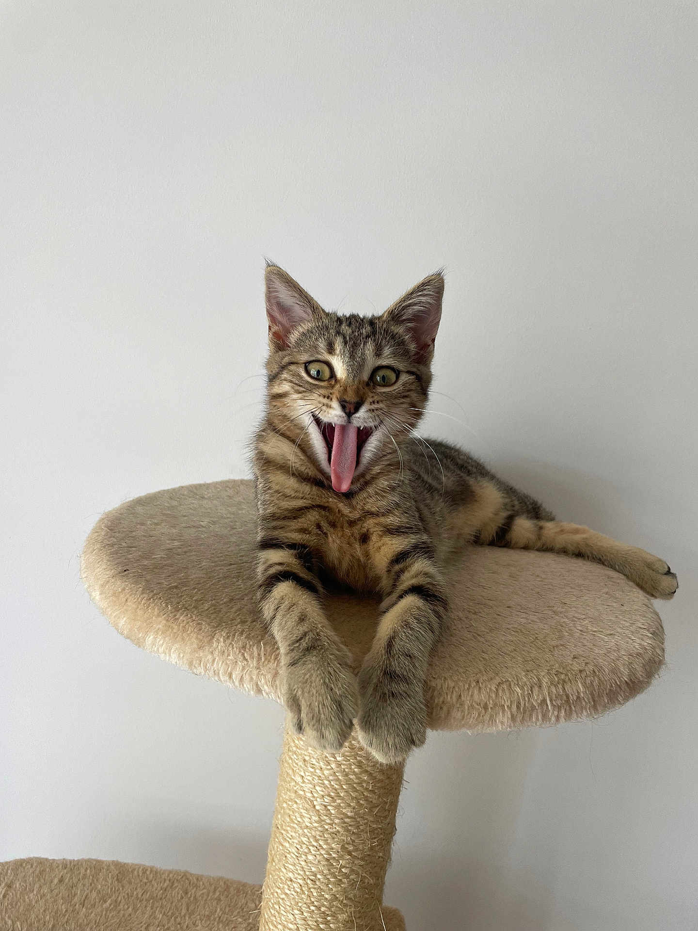 Jäger a rejoint le concours — aidez-le/la à gagner de superbes lots ! cat, kitten, tabby, cat_tree, pet, animal, feline, yawning, playful, cute, whiskers, ears, claws, paws, fur, indoor, resting, beige, white_background, funny_expression