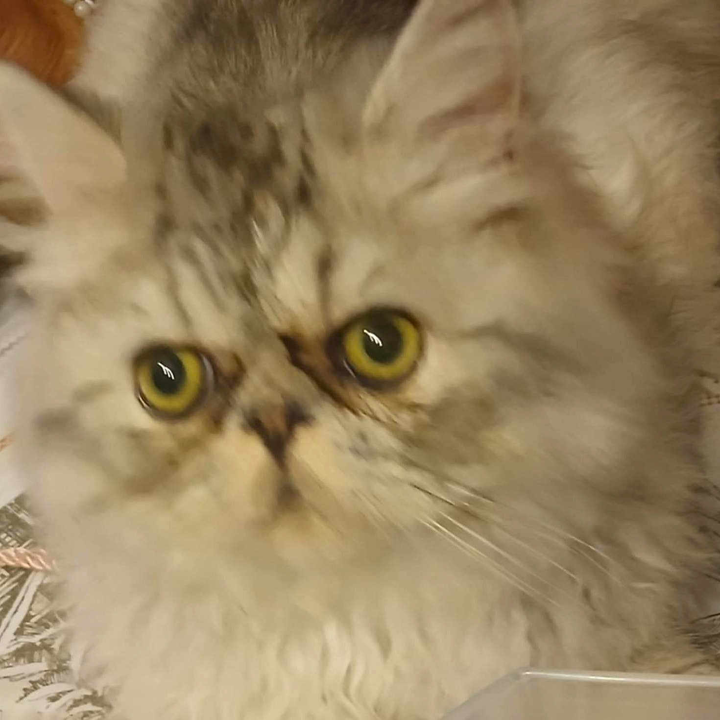 Ivar a rejoint le concours — aidez-le/la à gagner de superbes lots ! animal, background, blurred, cat, close_up, curious, domestic_cat, ears, eye_reflection, face, feline, fluffy, fur, indoor, looking, pet, soft_focus, tablecloth, whiskers, yellow_eyes