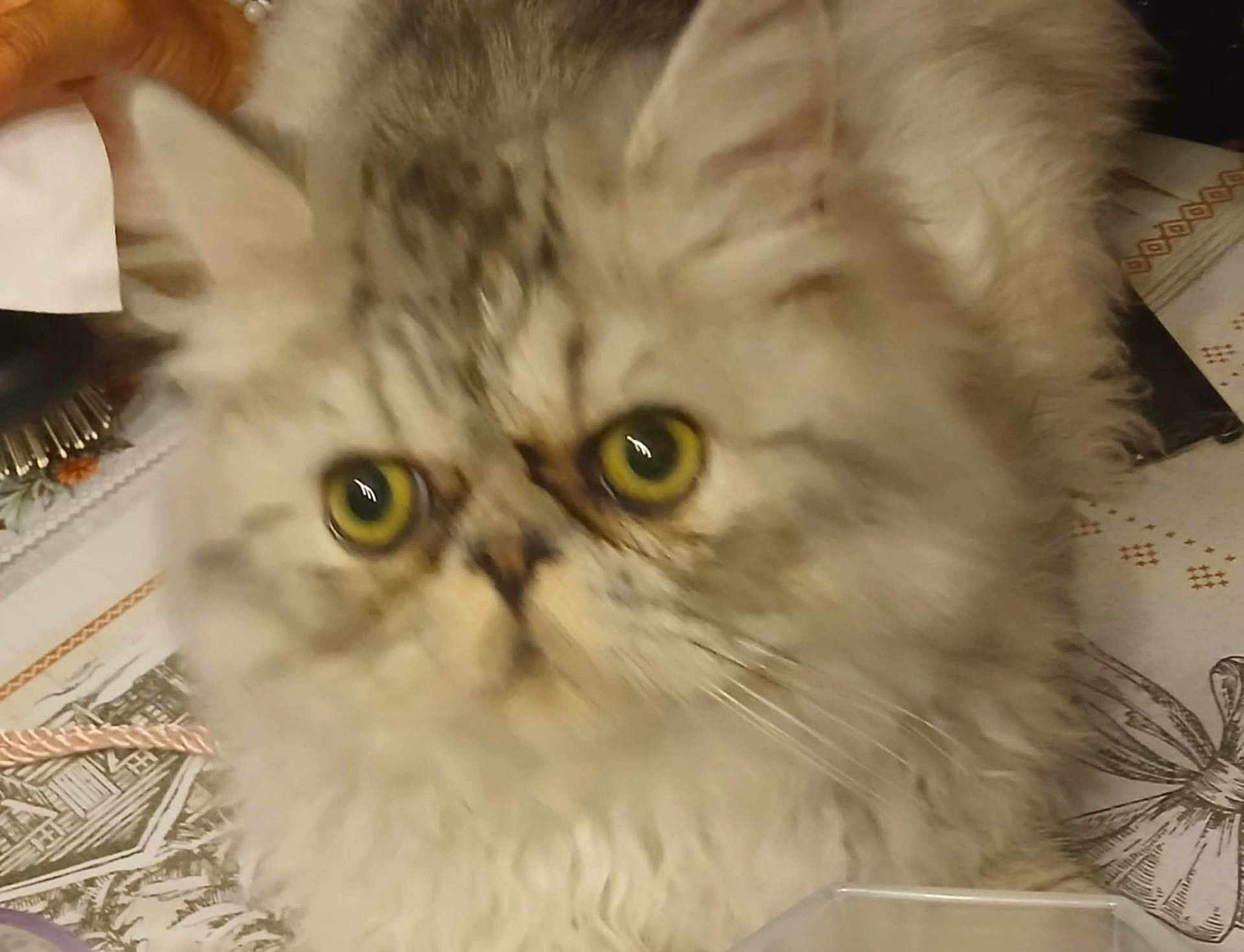 Ivar a rejoint le concours — aidez-le/la à gagner de superbes lots ! cat, fluffy, yellow_eyes, close_up, curious, pet, animal, feline, tablecloth, indoor, whiskers, ears, fur, face, domestic_cat, looking, blurred, soft_focus, eye_reflection, background