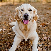 Gus is registered to the contest to win money with this photo: dog, golden_retriever, pet, animal, outdoor, autumn, leaves, nature, tongue_out, happy, lying_down, fur, canine, forest, smiling, playful, closeup, portrait, brown, daylight