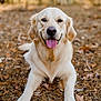 dog, golden_retriever, pet, animal, outdoor, autumn, leaves, nature, tongue_out, happy, lying_down, fur, canine, forest, smiling, playful, closeup, portrait, brown, daylight