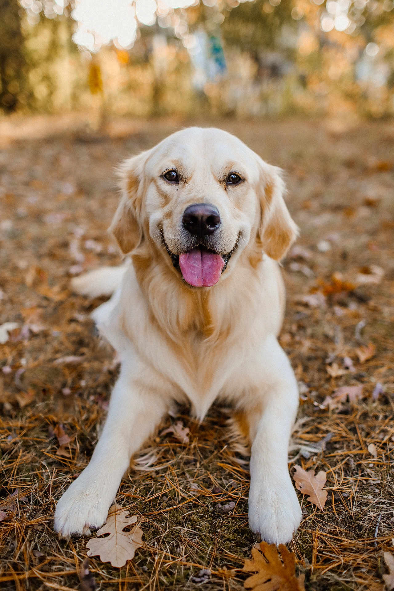 Gus is registered to the contest to win money with this photo: dog, golden_retriever, pet, animal, outdoor, autumn, leaves, nature, tongue_out, happy, lying_down, fur, canine, forest, smiling, playful, closeup, portrait, brown, daylight