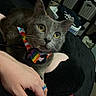 Smokey Nagata joined the competition — help win amazing prizes! cat, gray_cat, bow_tie, rainbow, pet, animal, yellow_eyes, close_up, indoor, human_hand, feline, domestic_cat, resting, cozy, bedroom, storage_bins, laundry, casual, cute, companion