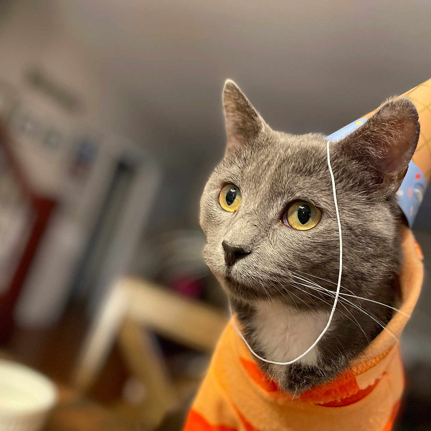 Smokey Nagata joined the competition — help win amazing prizes! cat, grey_cat, yellow_eyes, hoodie, orange_clothing, party_hat, pet, indoor, close_up, animal, cute, domestic_cat, portrait, fur, whiskers, table, blurred_background, looking_away, costume, feline