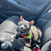 Smokey Nagata is registered to the contest to win money with this photo: cat, gray_cat, rainbow_bandana, car_seat, sunlight, pet, animal, feline, indoor, resting, comfort, car_interior, seatbelt, close_up, domestic_animal, cute, whiskers, paw, relaxed, colorful_accessory