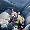cat, gray_cat, rainbow_bandana, car_seat, sunlight, pet, animal, feline, indoor, resting, comfort, car_interior, seatbelt, close_up, domestic_animal, cute, whiskers, paw, relaxed, colorful_accessory