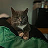 Smokey Nagata joined the competition — help win amazing prizes! cat, gray_cat, white_paws, white_chest, blanket, green_blanket, indoor, pet, feline, animal, resting, closeup, portrait, focused, calm, cozy, soft_lighting, background_blur, domestic_cat, cute