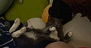 Smokey Nagata is registered to the contest to win money with this photo: cat, gray_cat, white_paws, plush_pillow, stuffed_toy, blanket, indoor, cozy, relaxed, furniture, cushion, animal, pet, fur, paw, resting, comfort, home, cute, soft