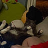 cat, gray_cat, white_paws, plush_pillow, stuffed_toy, blanket, indoor, cozy, relaxed, furniture, cushion, animal, pet, fur, paw, resting, comfort, home, cute, soft