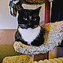cat, tuxedo_cat, pet, feline, indoor, cat_tree, carpeted_perch, black_and_white, whiskers, ears, eyes, furniture, blanket, cozy, relaxed, animal, domestic, portrait, sitting, household