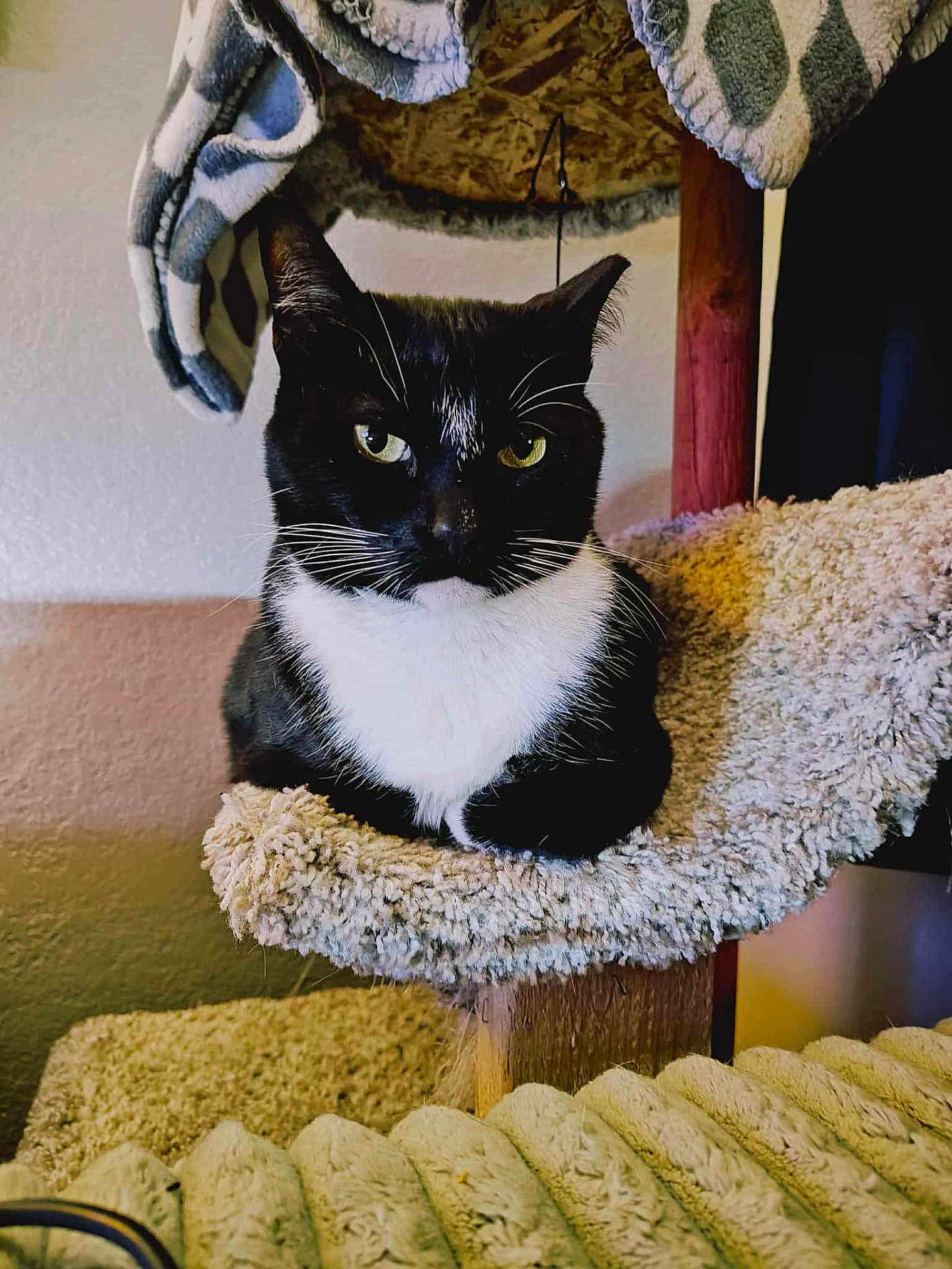 Rambo joined the competition — help win amazing prizes! cat, tuxedo_cat, pet, feline, indoor, cat_tree, carpeted_perch, black_and_white, whiskers, ears, eyes, furniture, blanket, cozy, relaxed, animal, domestic, portrait, sitting, household