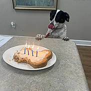 Sam joined the competition — help win amazing prizes! dog, cake, birthday_cake, candles, licking_lips, table, bone_shaped_cake, indoor, celebration, painted_wall, framed_picture, floor, plate, leash, nails, waiting, curious, pet, food, animal