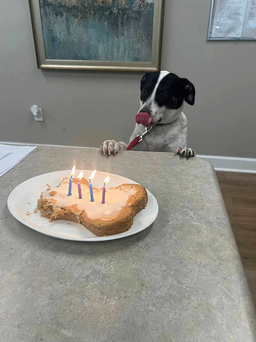 Sam joined the competition — help win amazing prizes! dog, cake, birthday_cake, candles, licking_lips, table, bone_shaped_cake, indoor, celebration, painted_wall, framed_picture, floor, plate, leash, nails, waiting, curious, pet, food, animal