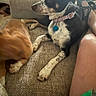Daisy is registered to the contest to win money with this photo: black_and_white_dog, blur, brown_dog, casual, collar, companion, couch, cozy, dog, furniture, indoor, legs, living_room, pet, relaxation, resting, sandals, snack_bag, tag, textured_fabric