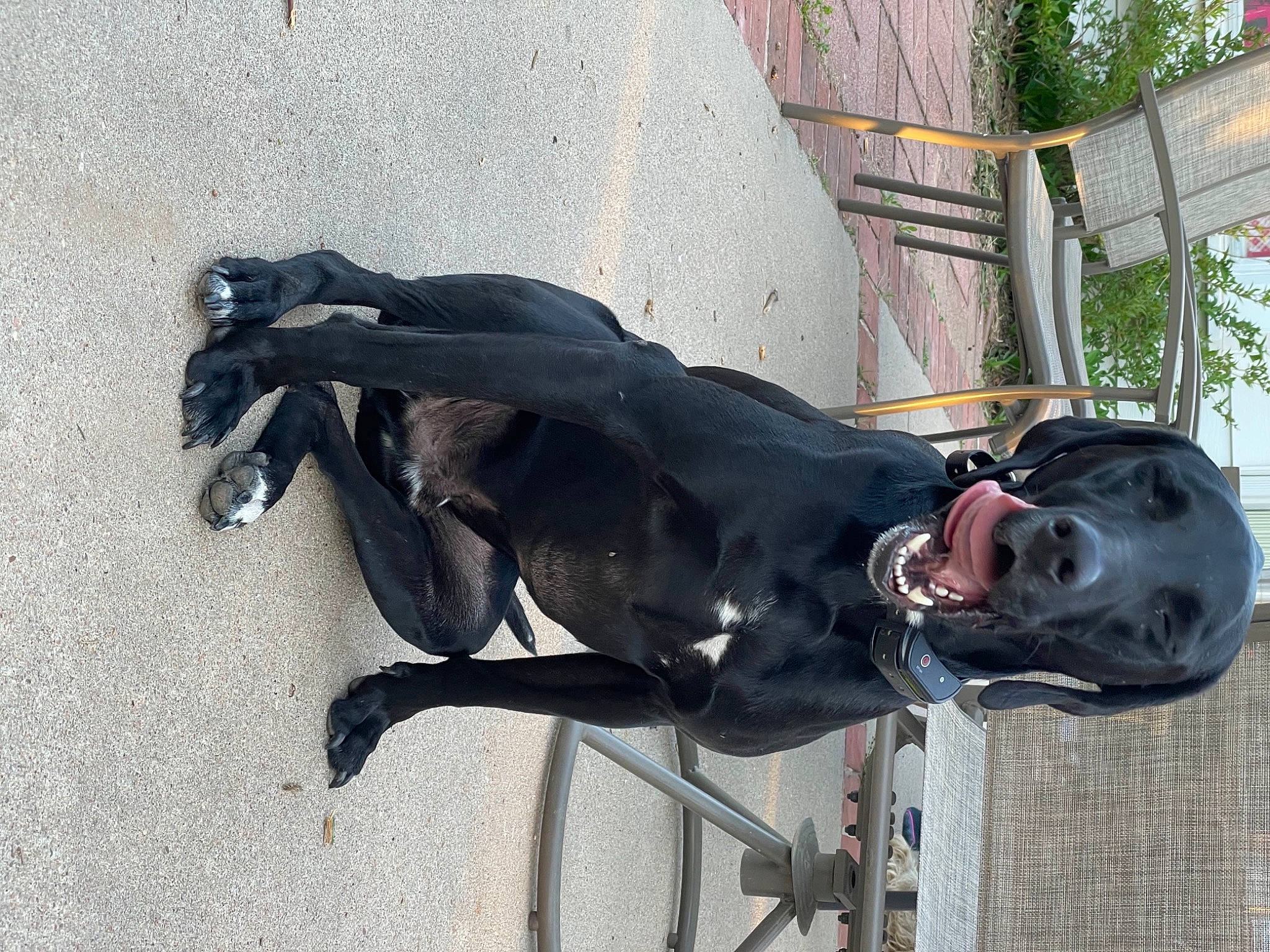 Rex is registered to the contest to win money with this photo: adventure, art, bit, bridle, helmet, horse, horse_supplies, horse_tack, metal, personal_protective_equipment, plant, recreation, rein, sculpture, snout, stallion, statue, tree, vehicle, working_animal