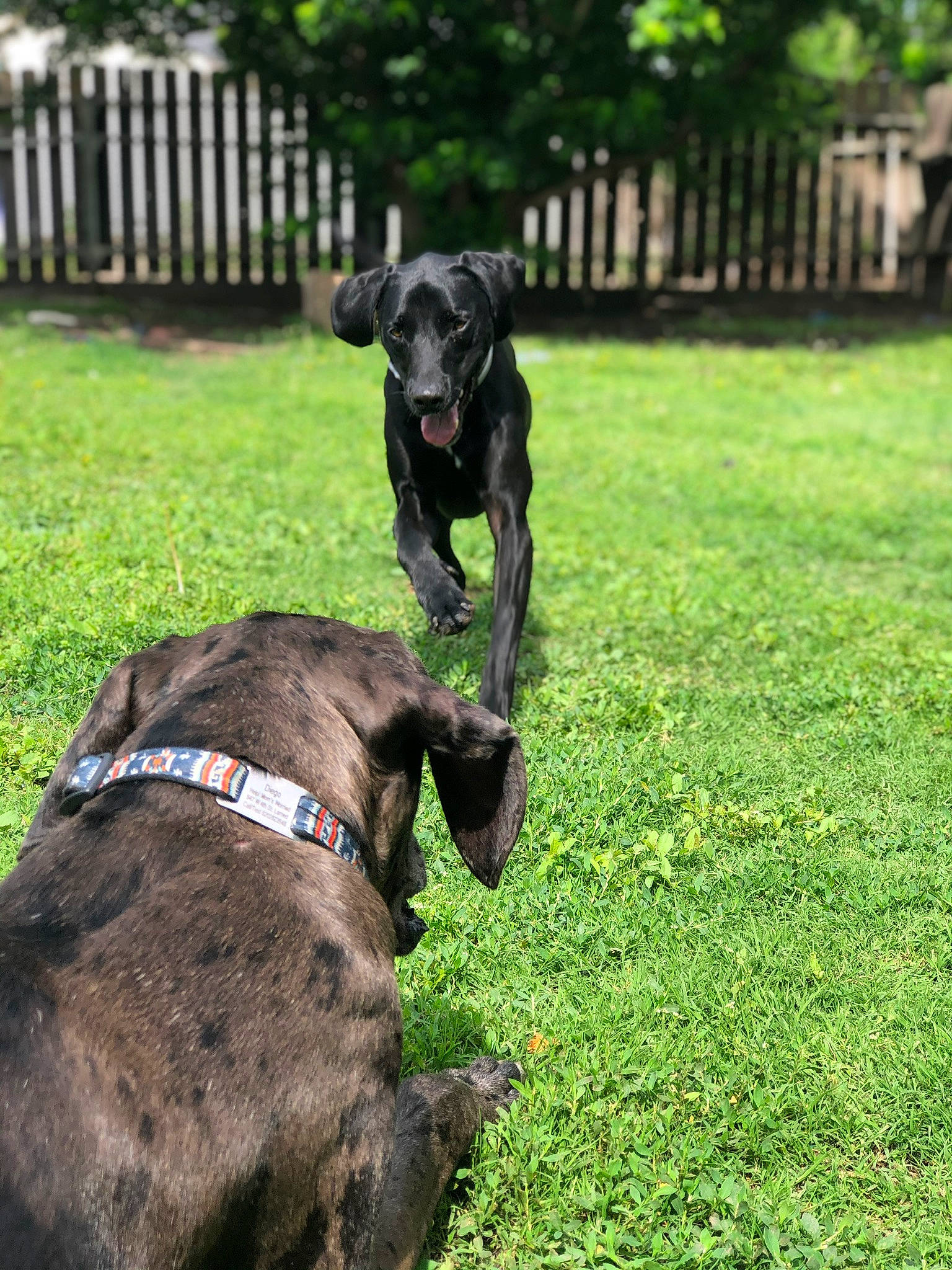 Rex joined the competition — help win amazing prizes! carnivore, collar, companion_dog, dog, dog_breed, dog_collar, fawn, grass, groundcover, gun_dog, lawn, leash, liver, mammal, plant, snout, sporting_group, tail, tree, working_animal