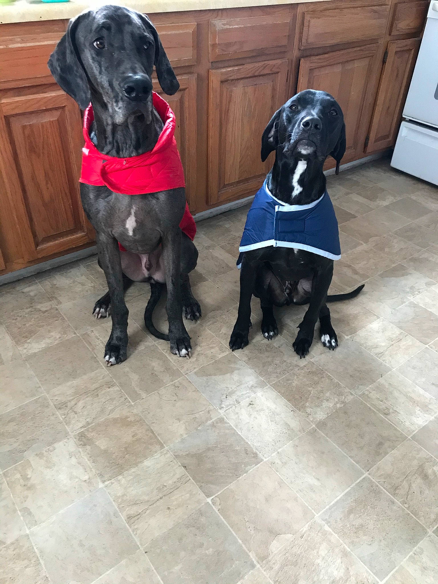 Rex is registered to the contest to win money with this photo: black, borador, cabinetry, canidae, carnivore, companion_dog, dog, dog_breed, dog_supply, flooring, fur, gun_dog, liver, mammal, pet_supply, snout, sporting_group, tail, vertebrate, working_animal