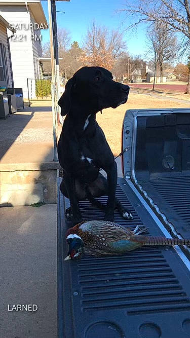 Rex is registered to the contest to win money with this photo: automotive_exterior, beak, bird, black, canidae, carnivore, cloud, companion_dog, dog, dog_breed, dog_collar, gun_dog, mammal, metal, sky, snout, sporting_group, tail, tree, vehicle_door