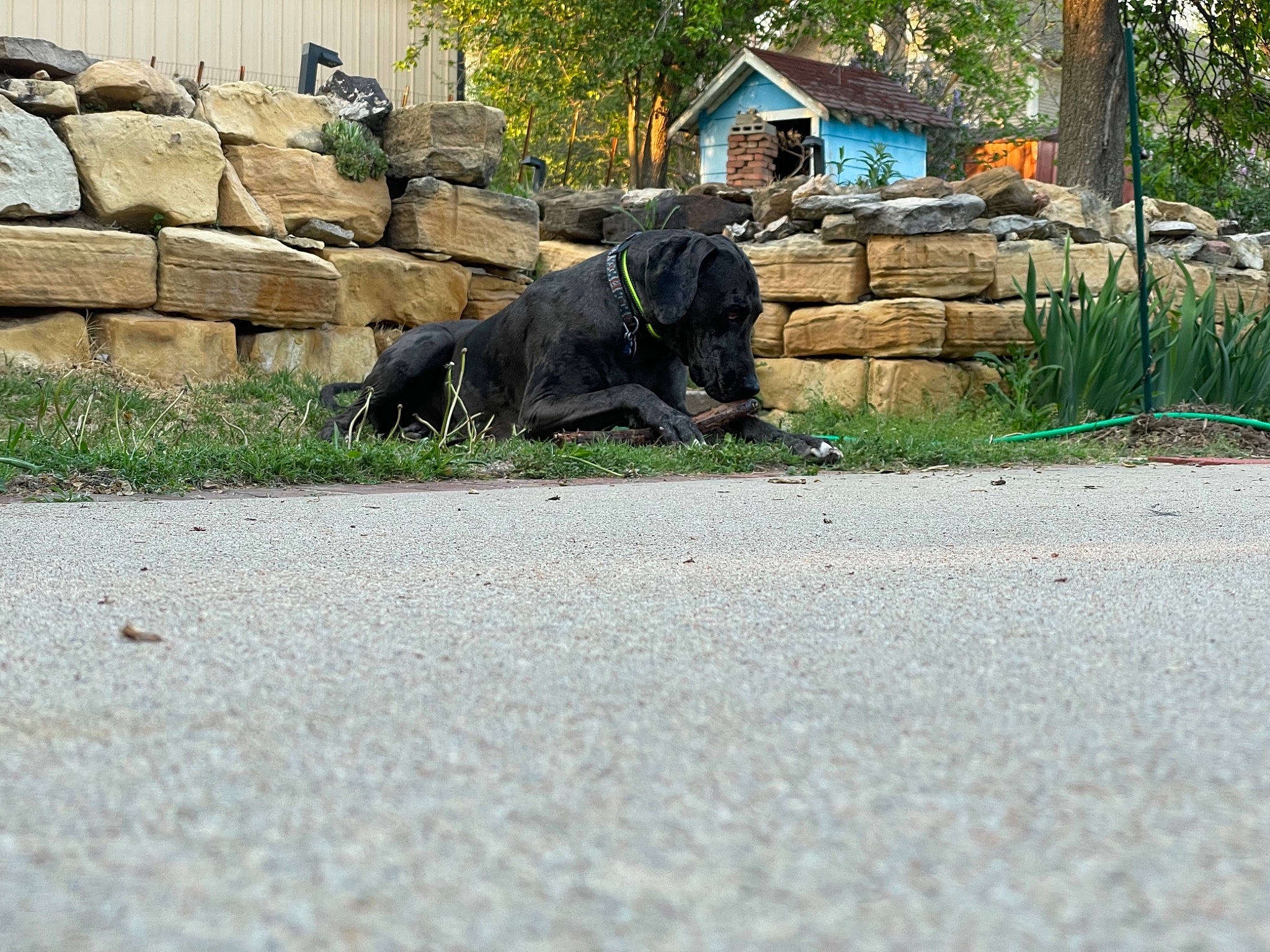 Diego joined the competition — help win amazing prizes! asphalt, bedrock, carnivore, elephant, elephants_and_mammoths, fawn, grass, groundcover, landscape, mammal, plant, road, road_surface, rock, sidewalk, snout, terrestrial_animal, tree, vertebrate, working_animal